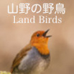山野の野鳥 鳴き声図鑑