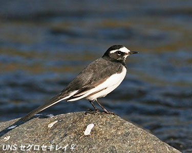 セグロセキレイ 上田ネイチャーサウンド 野鳥 鳴き声 野鳥のさえずり 鳥の声 鳥のさえずり