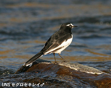 セグロセキレイ 上田ネイチャーサウンド 野鳥 鳴き声 野鳥のさえずり 鳥の声 鳥のさえずり