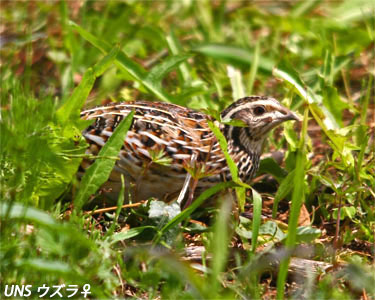 ウズラ 上田ネイチャーサウンド 野鳥 鳴き声 野鳥のさえずり 鳥の声 鳥のさえずり